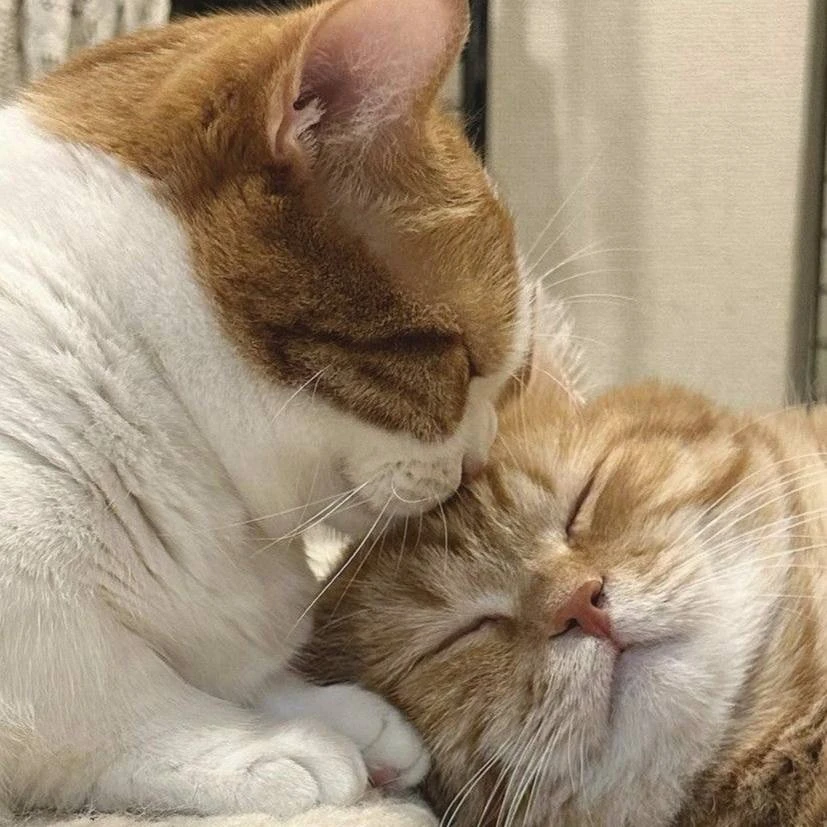 💋 День поцелуев отмечается сегодня.