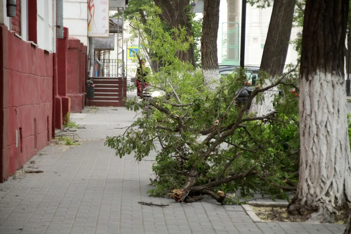 Несмотря на то что коммунальные службы регулярно проводят санобрезку деревьев и ликвида...
