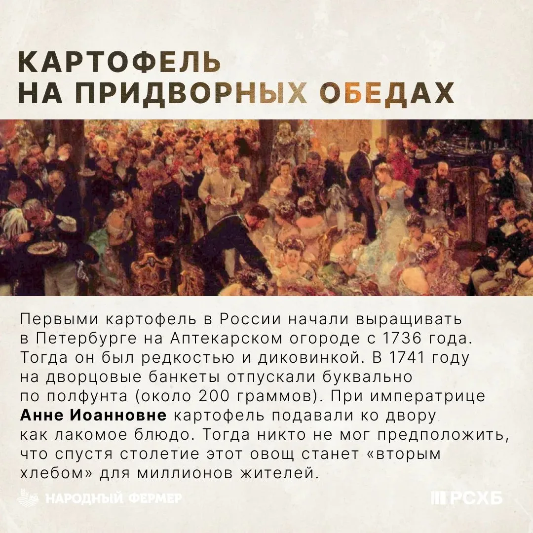 🥔 А как в России появился картофель?