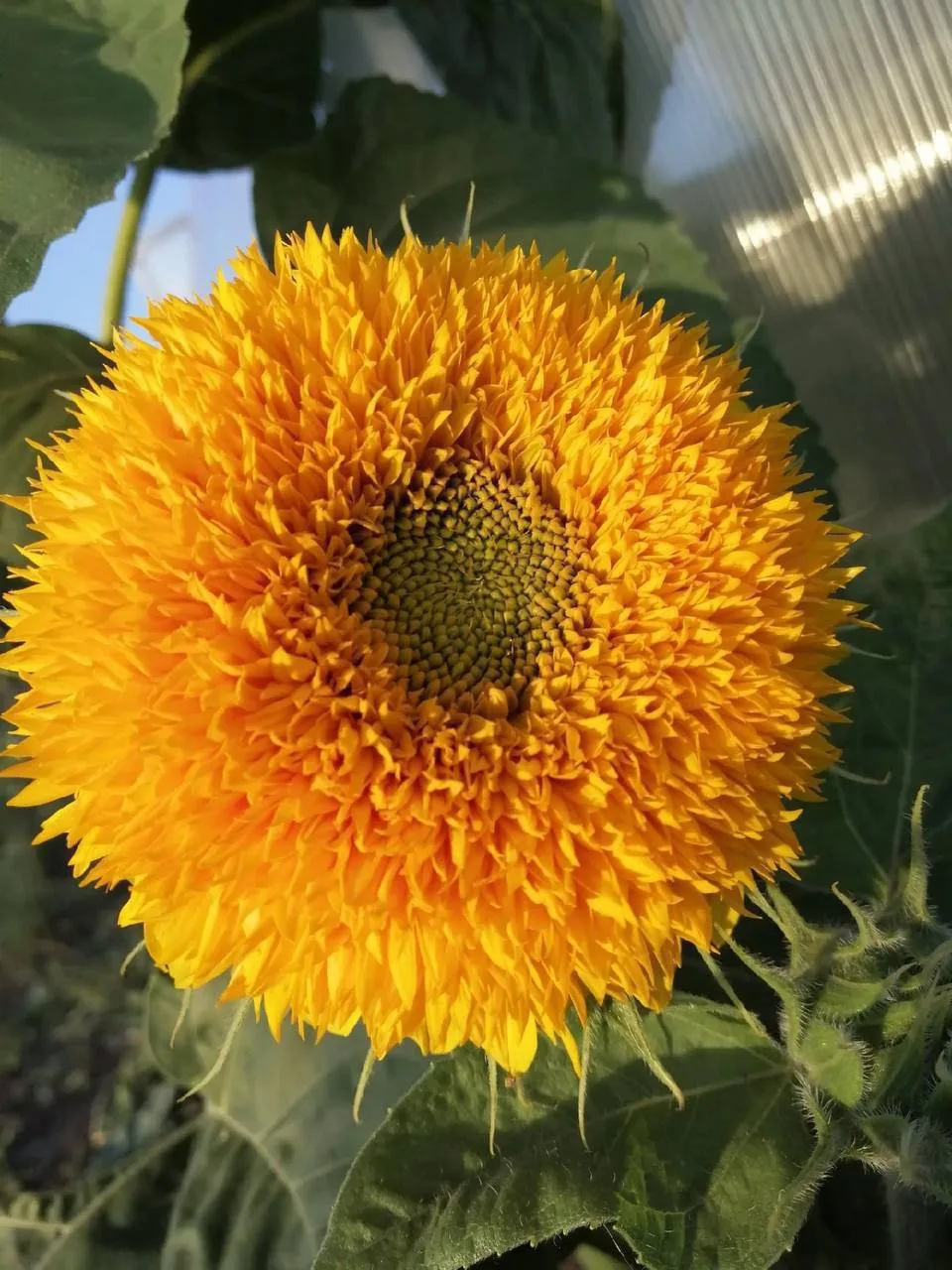 Хәерле иртә, хөрмәтле язылучыларым 🌺🌺🌺