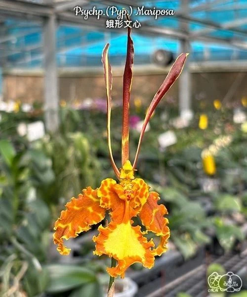 В наличии Психопсисы (Psychopsis): 
 
Mariposa - 1350 р. (пример цветения - 1-й ряд)
Высота при цвет