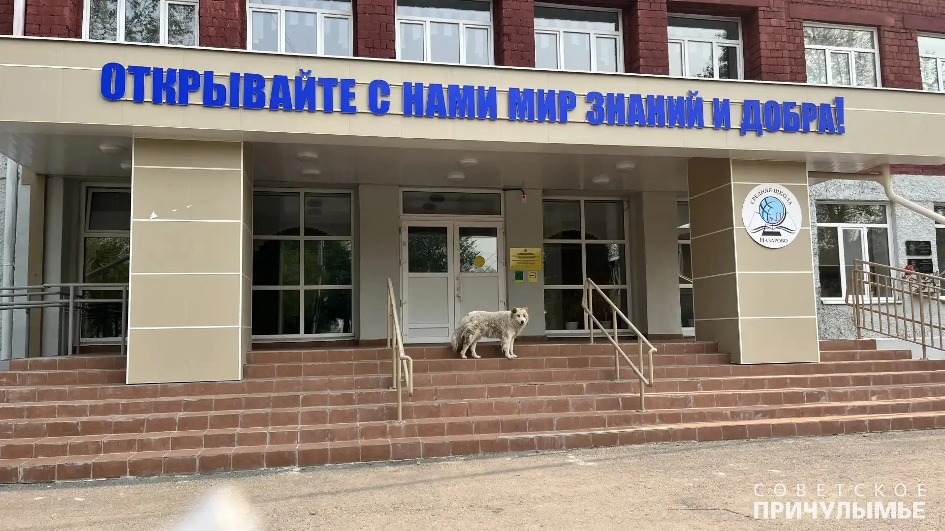 Собаки — это потенциальная опасность. Тут не поспоришь. А если пес желает получить обра...