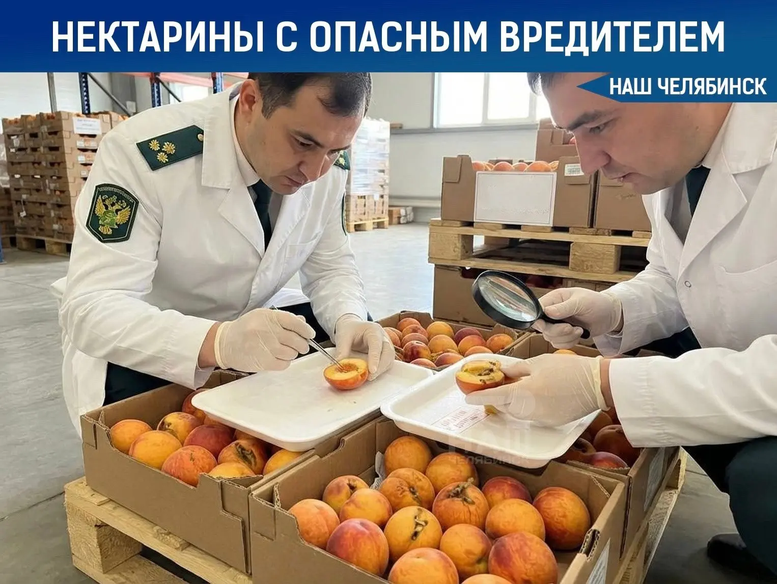 🍑 В Челябинскую область не пустили нектарины с опасными личинками