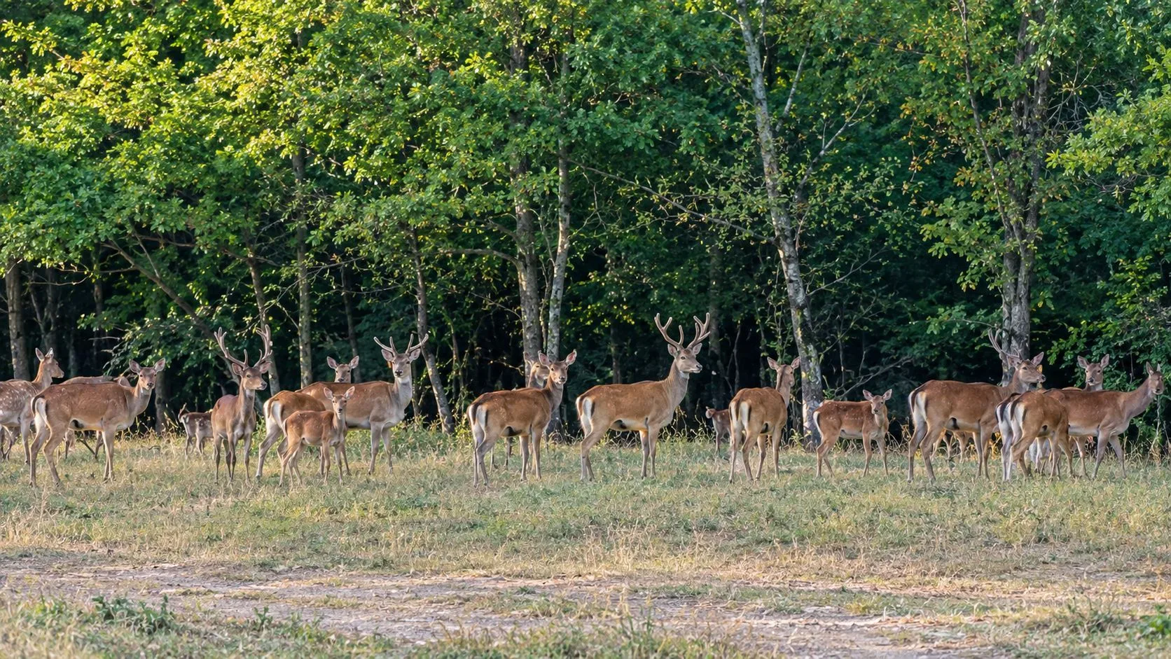 🦌Экскурсионно-экологический пешеходный маршрут «Оленья тропа» (этап 28)