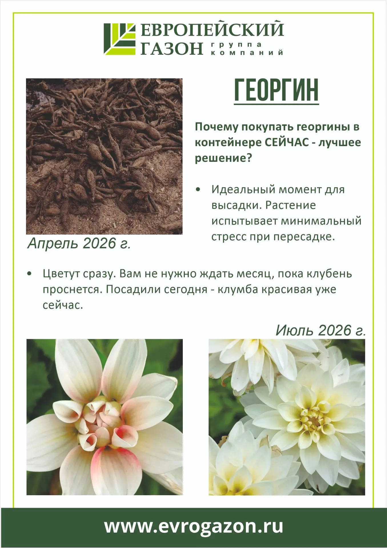 Спорим вы ждали их только к сентябрю? 😏 А наши контейнерные георгины решили иначе. От ...