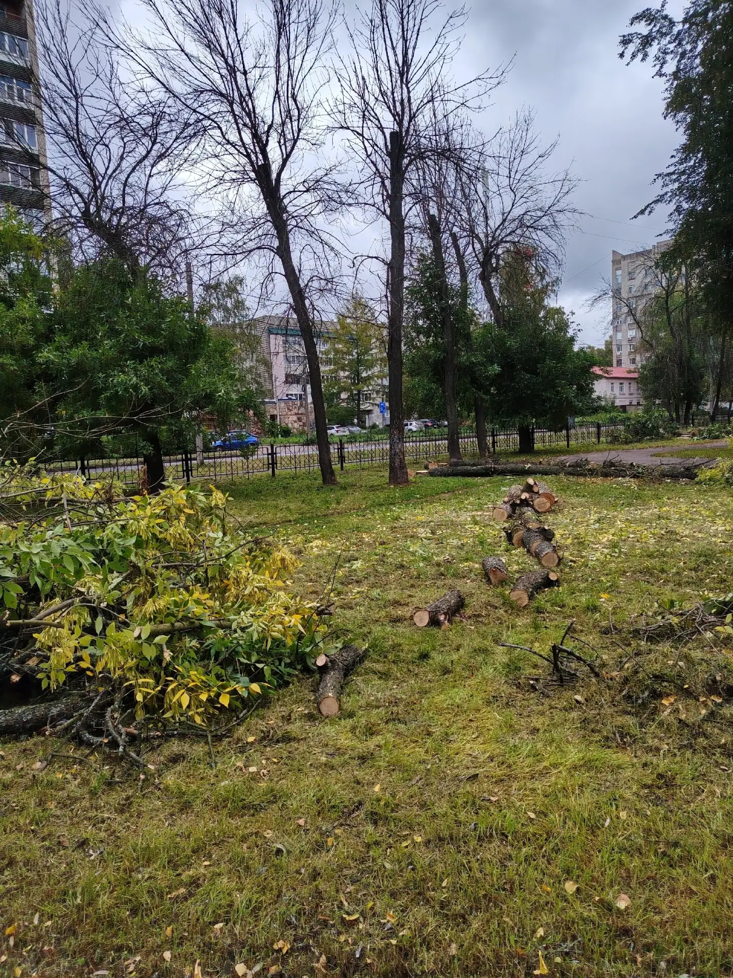 Извечное и наболевшее. Парк ветеранов (он же угличский парк). С десяток сухих деревьев,...