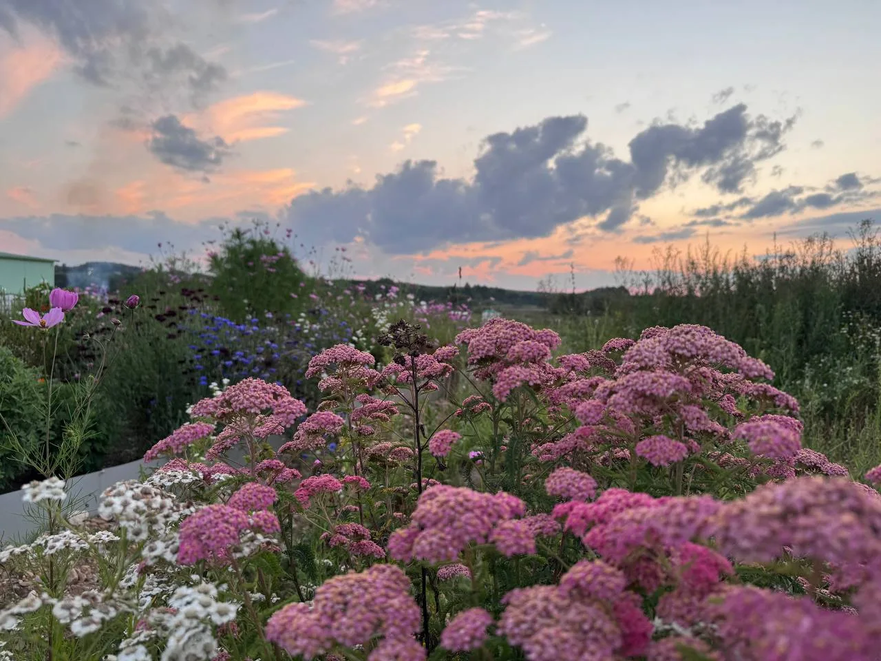 😍 ФОТО-ОТЗЫВ ТЫСЯЧЕЛИСТНИКА И ГЛАДИОЛУСА! 🌸🌿⚡️✨