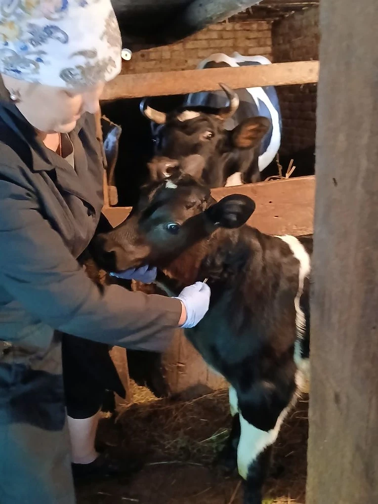 👆Заведующий Мари-Куптинским ветеринарным участком Рукавишникова А.Н. провела профилакт...