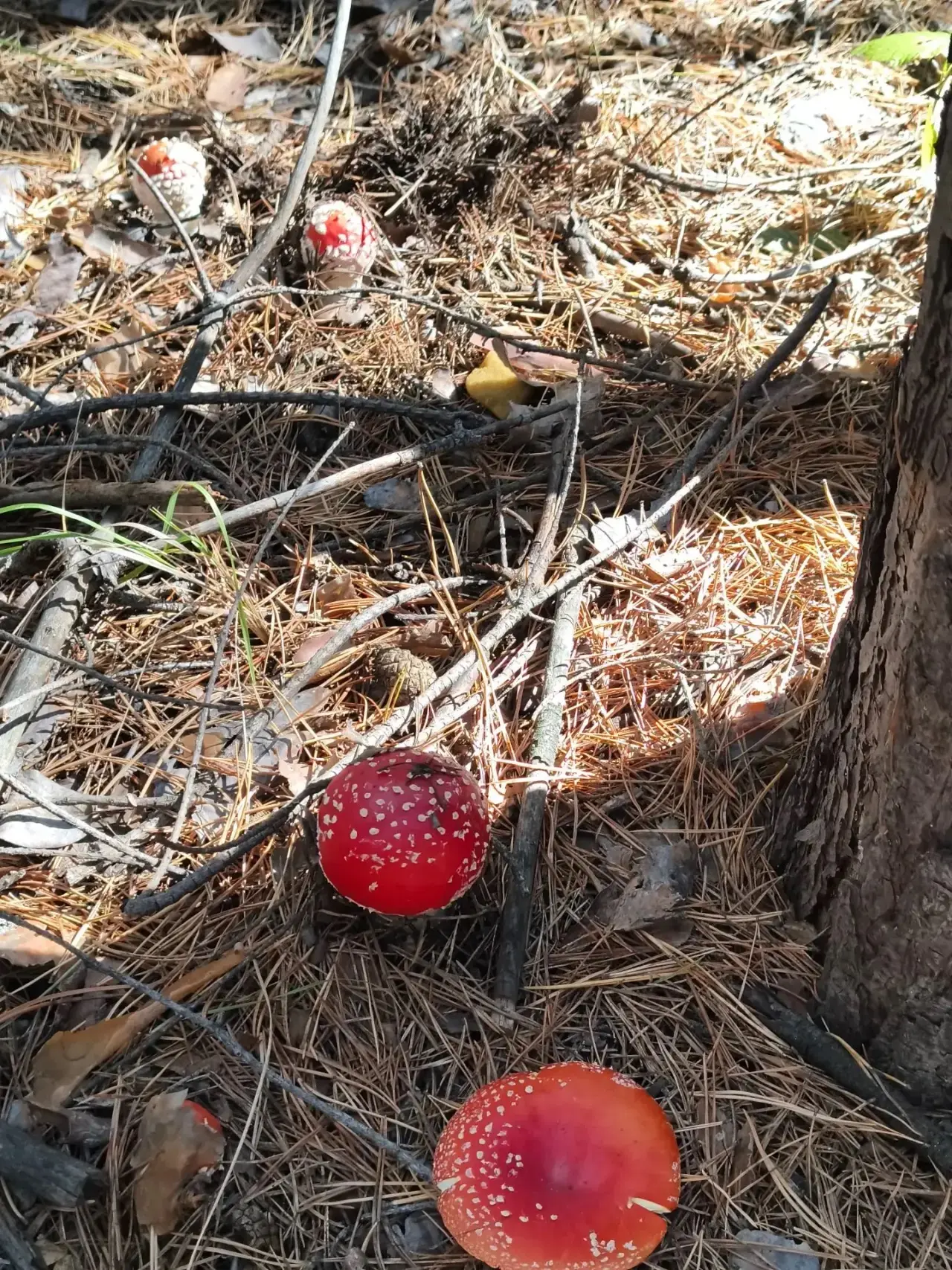 Грибов нам в ленту 🍄‍🟫🍄