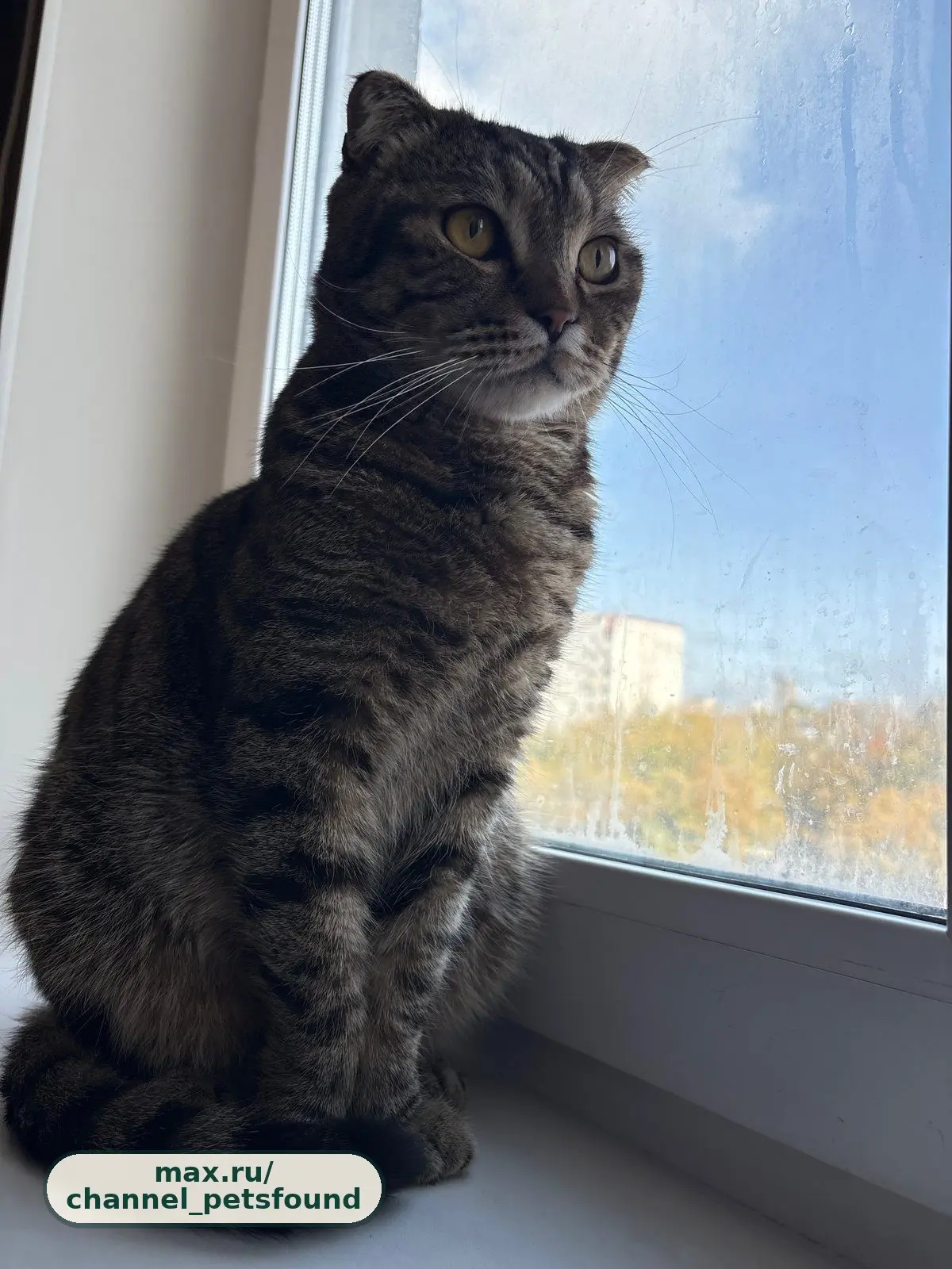 🐾 Найден питомец — Москва