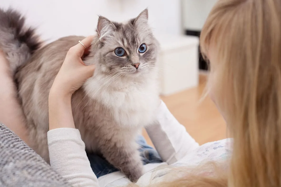 Коты не лечат стресс — новое исследование нашло у них даже обратный эффект.

Учёные 5 дней наблюдали