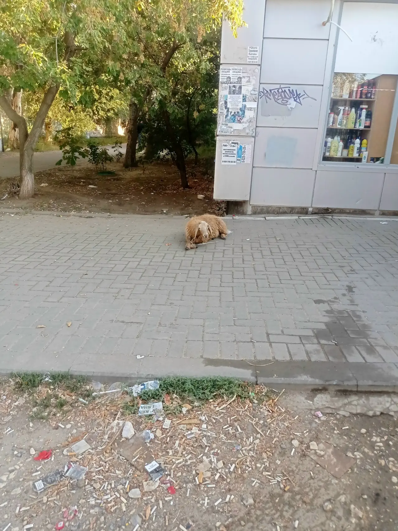 🐑 Овцу связали и оставили на тротуаре у рынка в Жилгородке