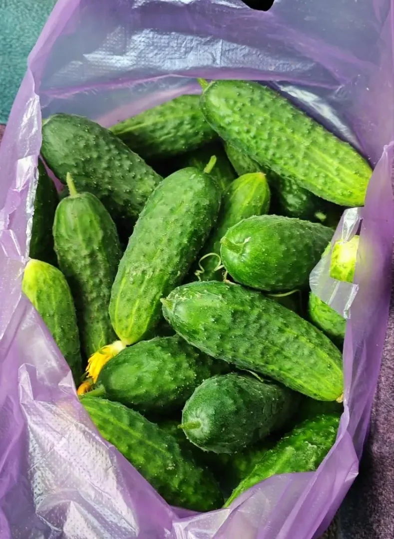 Категория: Овощи

Продам огурцы 🥒

🥒🥒🥒 Огурчики, свежие, домашние. Стоимость указана за кг. Если