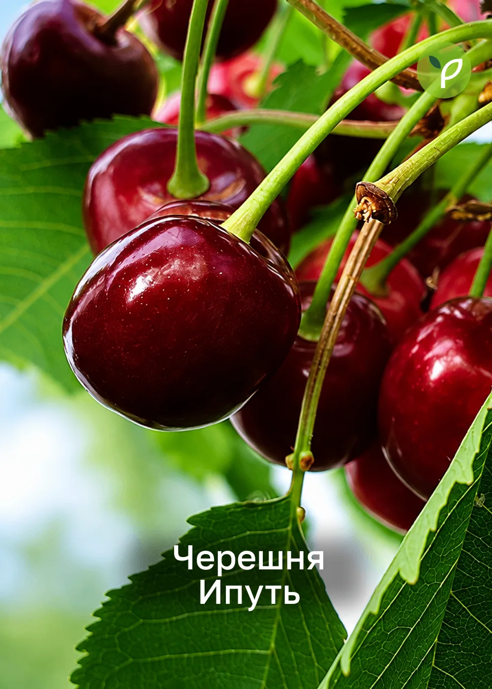 Ловите момент: свежее поступление плодовых любимчиков! 🍎🍇 Отправляем уже в октябре!