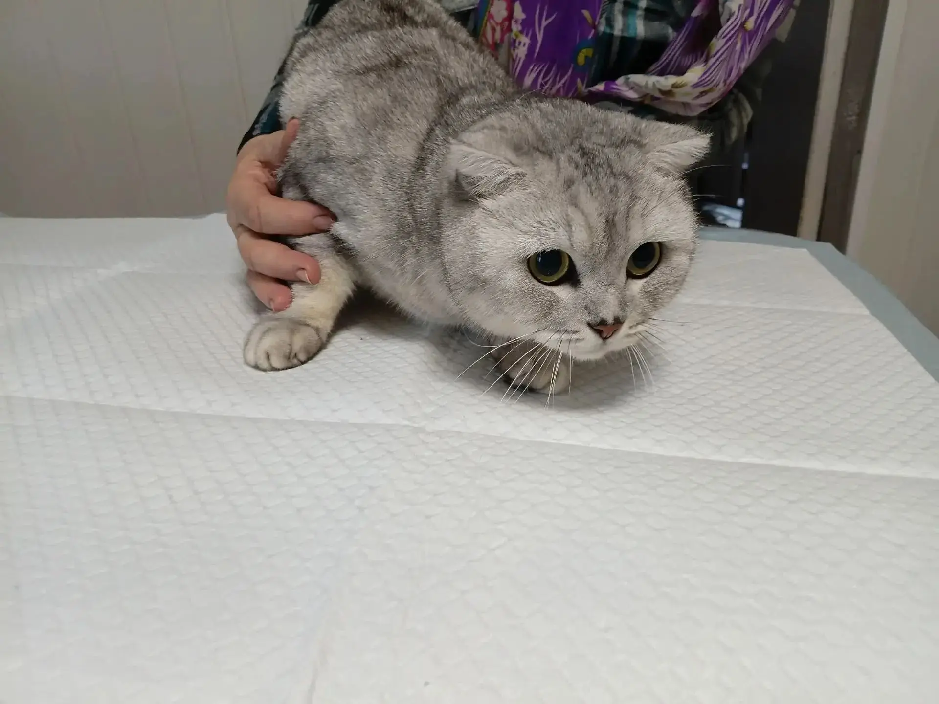 🐈Кот "Скай"