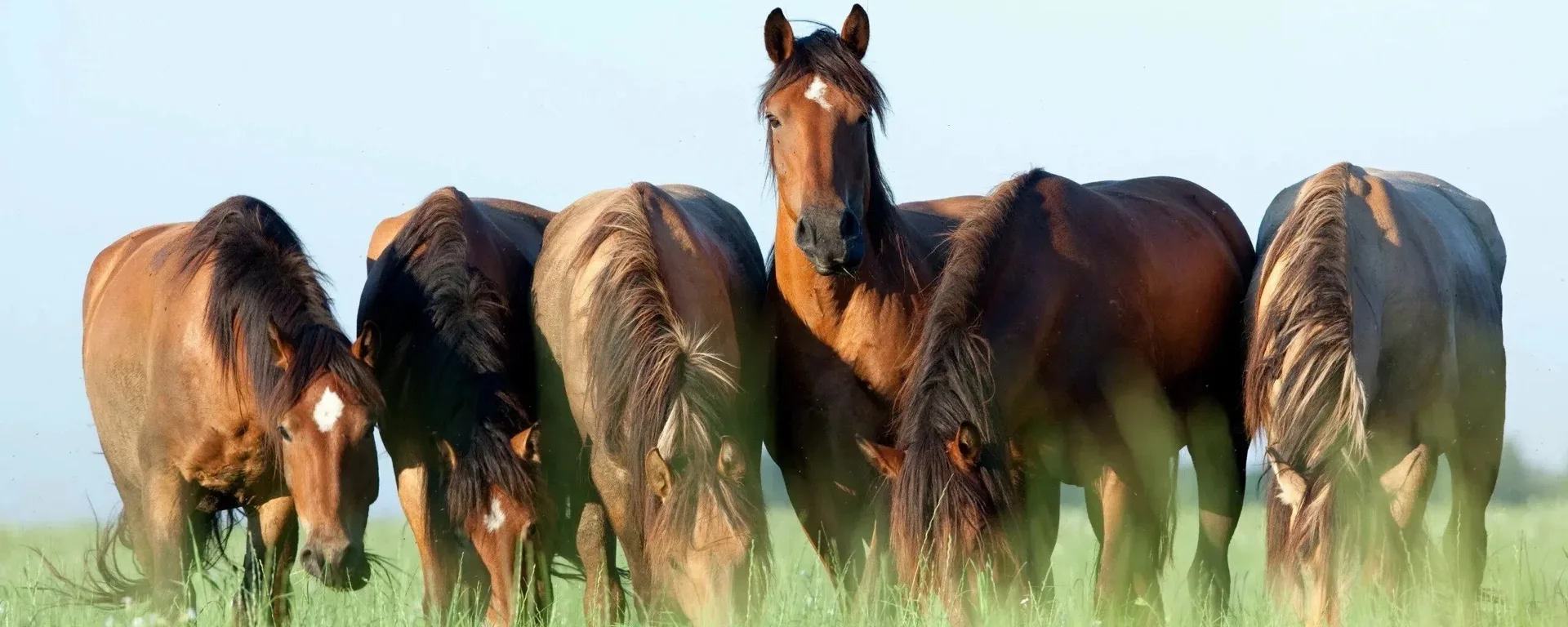 🐴 ИНАН — инфекционная анемия лошадей