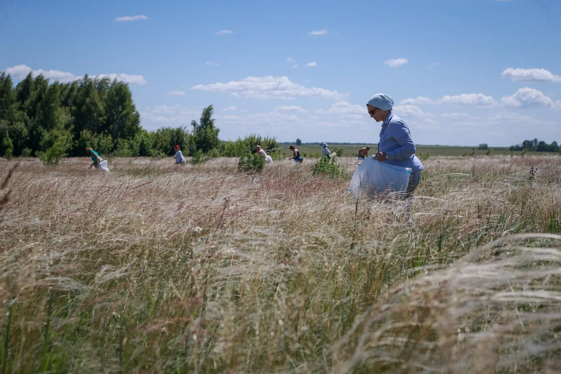 Пора цветения ковыля на Куликовом поле в самом разгаре, а значит пора запасать его семена, чтобы под
