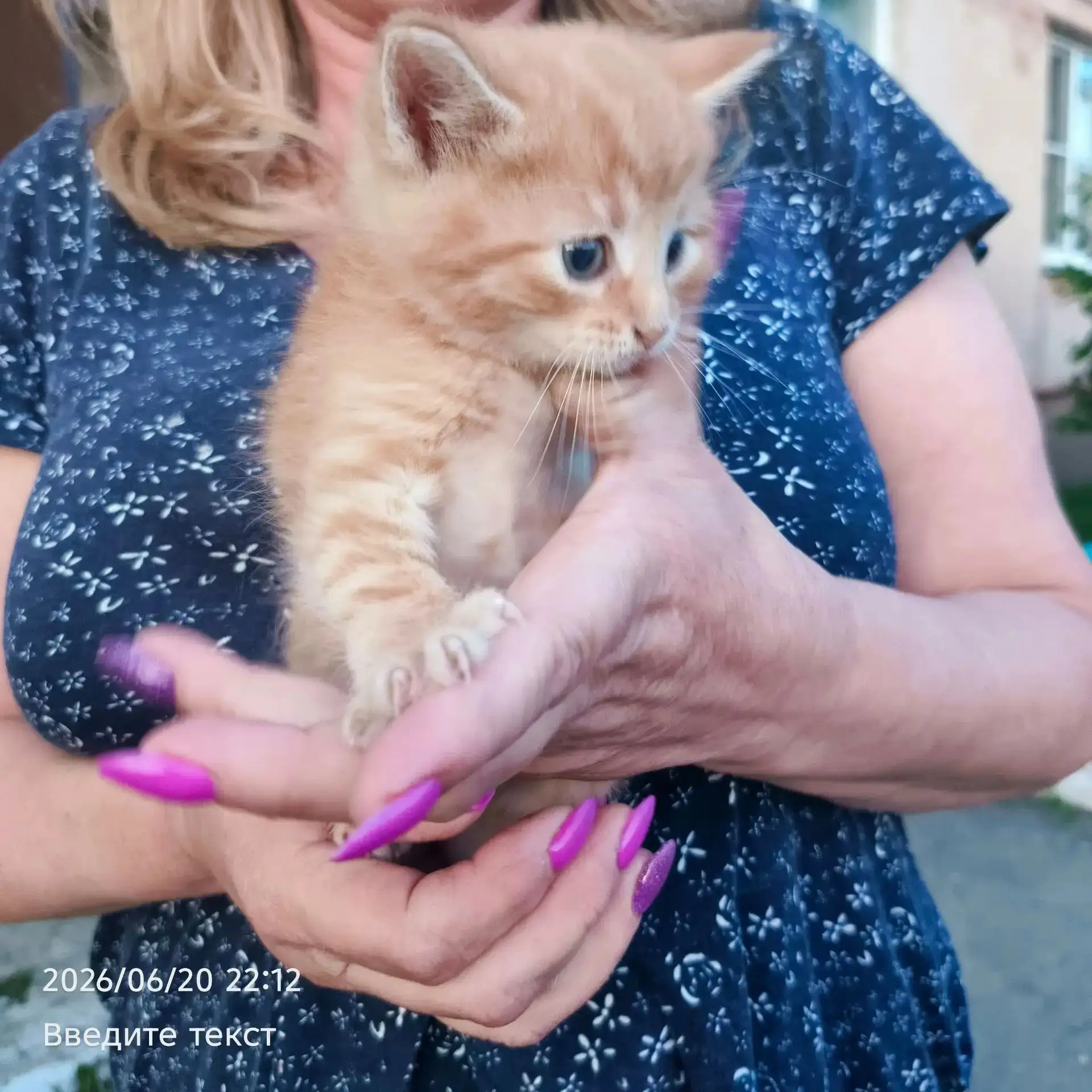 Котята возраст около месяца, 4 девочки и черно-белый мальчик, привела из подвала дикая бездомная кош