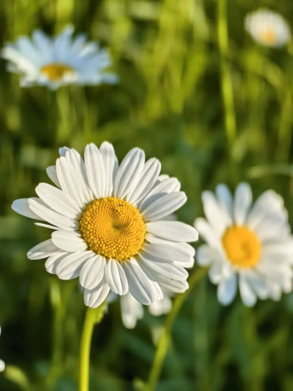 Доброе утро, Сызрань! 🌞

Сегодня 15 июня — экватор месяца. Синоптики обещают до +27°C, возможен дож