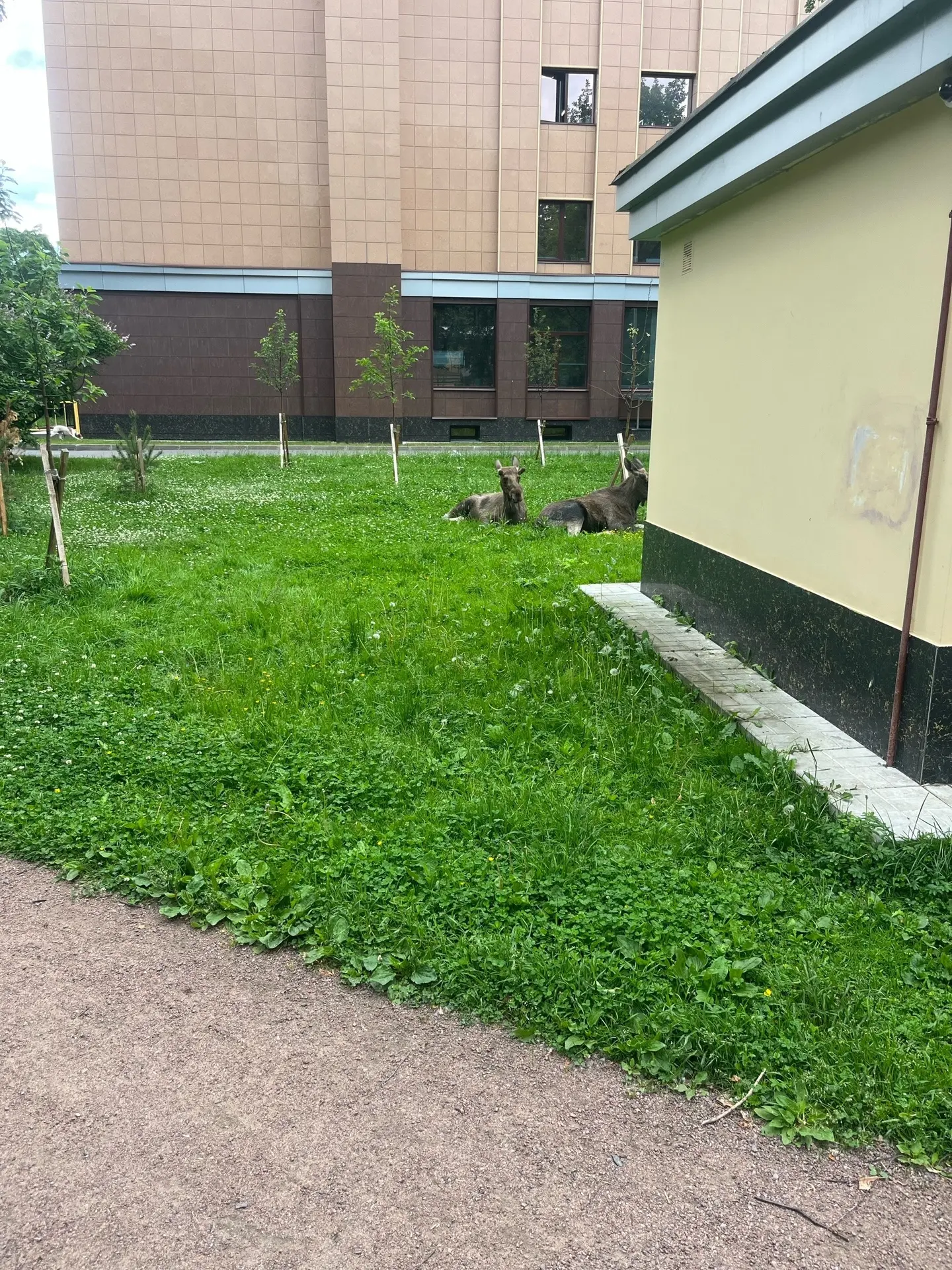 🦌💔 Напуганные лосята сидят в Мигуновском саду — не приближайтесь, наблюдайте издалека


🔵 Наш При
