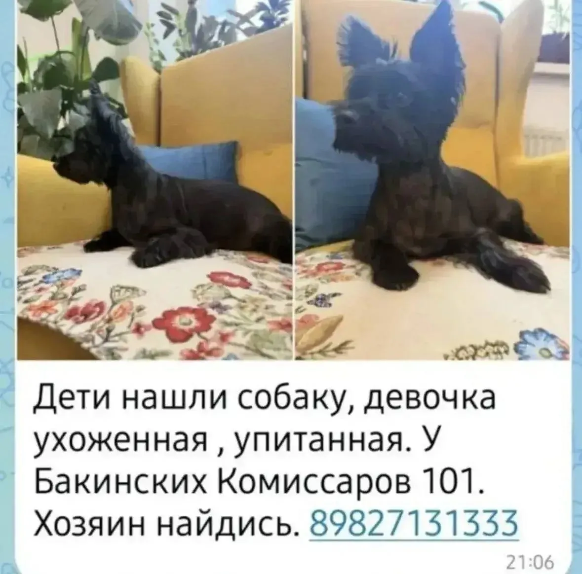 Найдена собака, йоркширский терьер (?), окрас черный (Екатеринбург, Уралмаш)