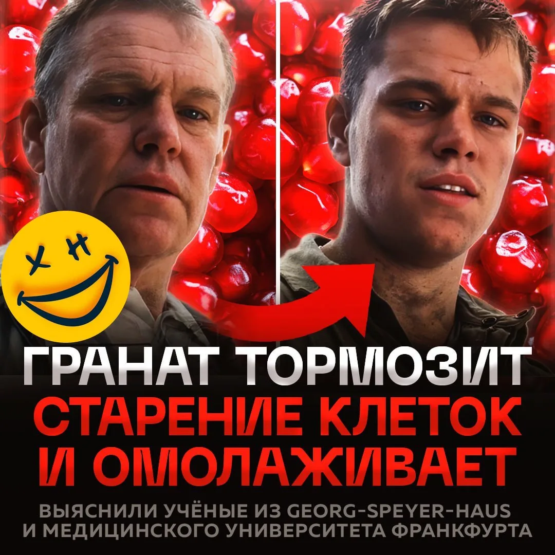 Гранат буквально ТОРМОЗИТ СТАРЕНИЕ! Это официально доказалиученые  Уролитин А — мощный метаболит, ко