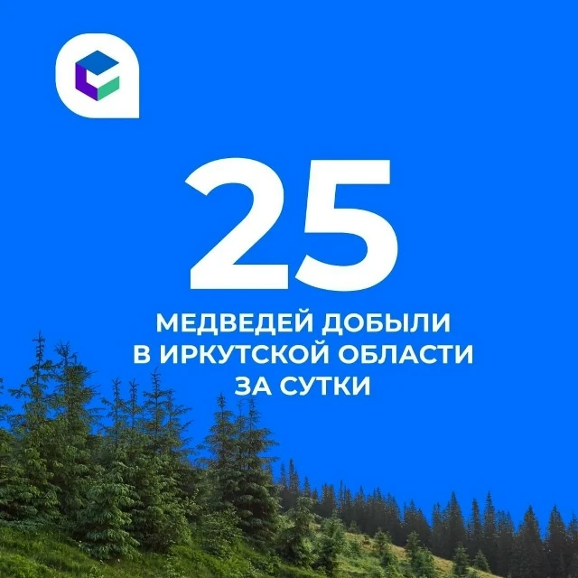 Еще 25 медведей добыли в Приангарье за прошедшие сутки.
