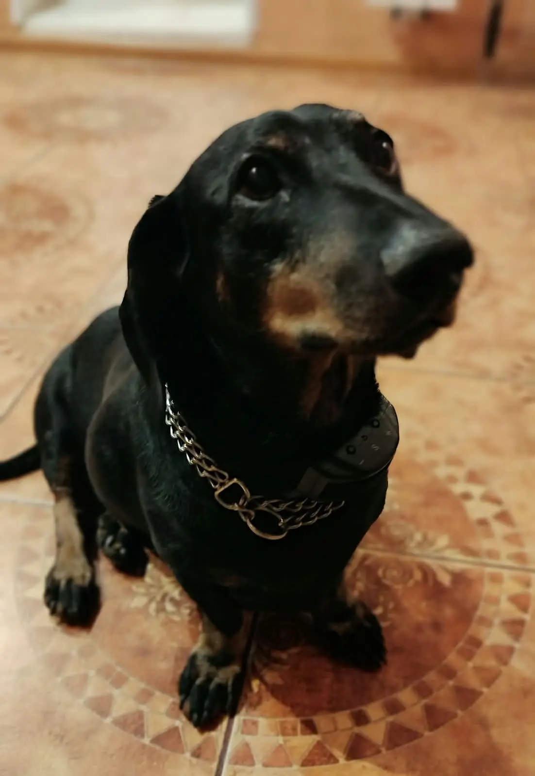 Привет от Индиго спустя много лет после спасения 🐾