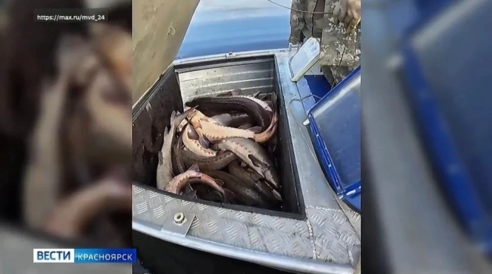 Житель Туруханского округа решил полакомиться «запрещенкой» — мужчина незаконно выловил 25 осетров. 