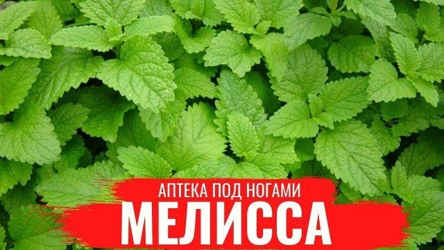 Лекарственные травы нашего края