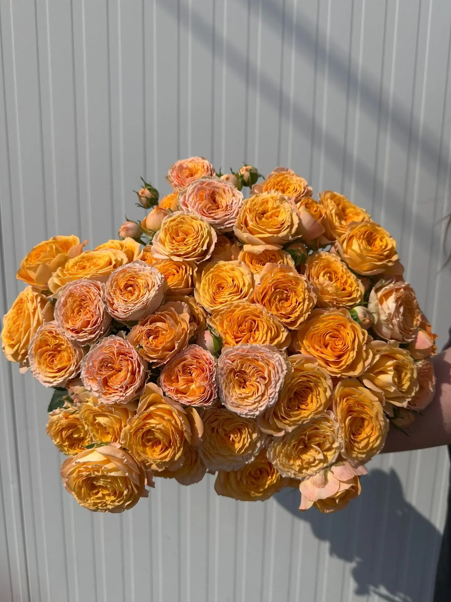Новый сорт - "Ларок"🧡
