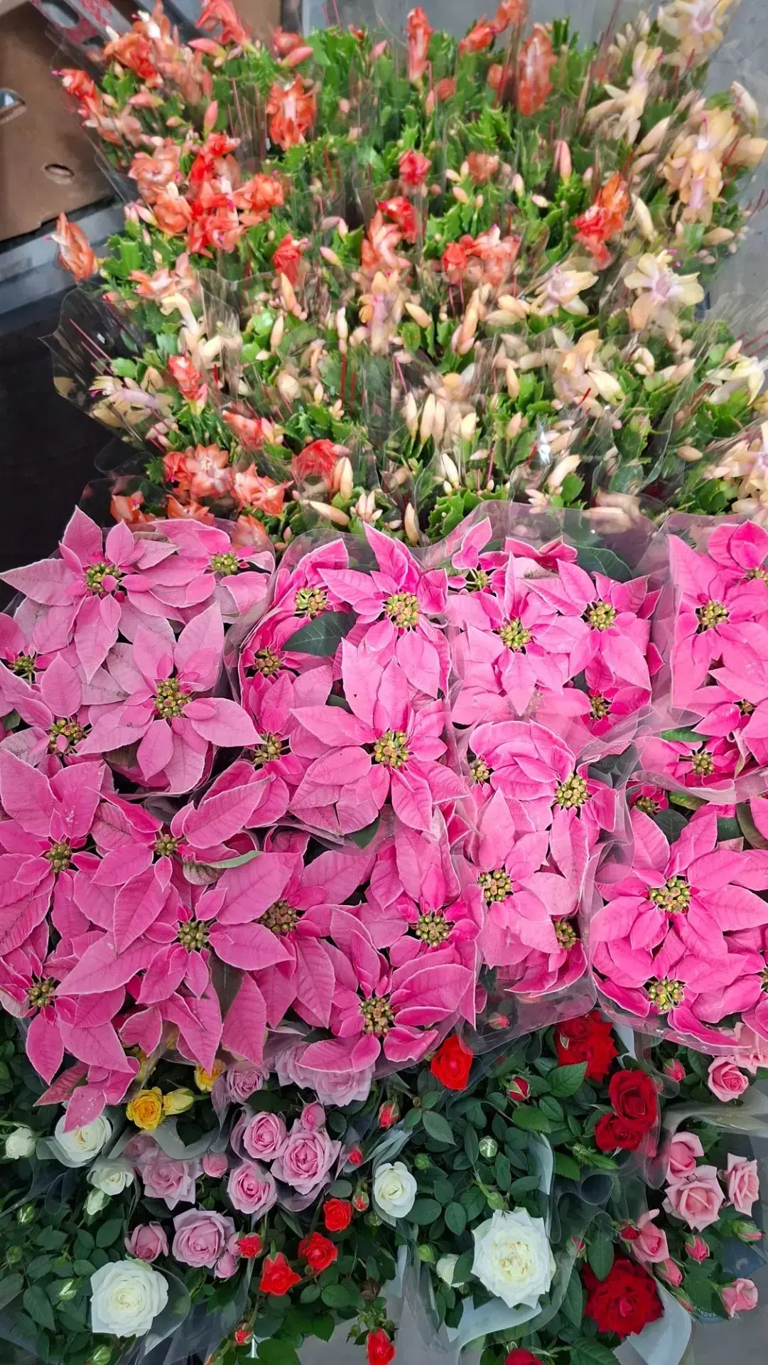 🌸 Новая поставка комнатных растений