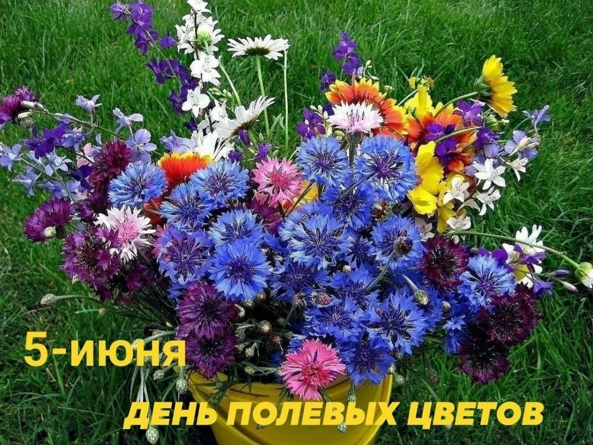 5 июня — День полевых цветов: праздник природной красоты и гармонии