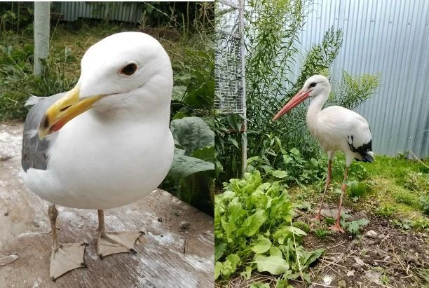 🕊️ В Мясново ищут сбежавших ручных аиста и чайку