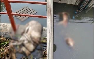 ❗️Отстойник-убийца»: житель Узловой нашел в поле ловушку с трупами собак