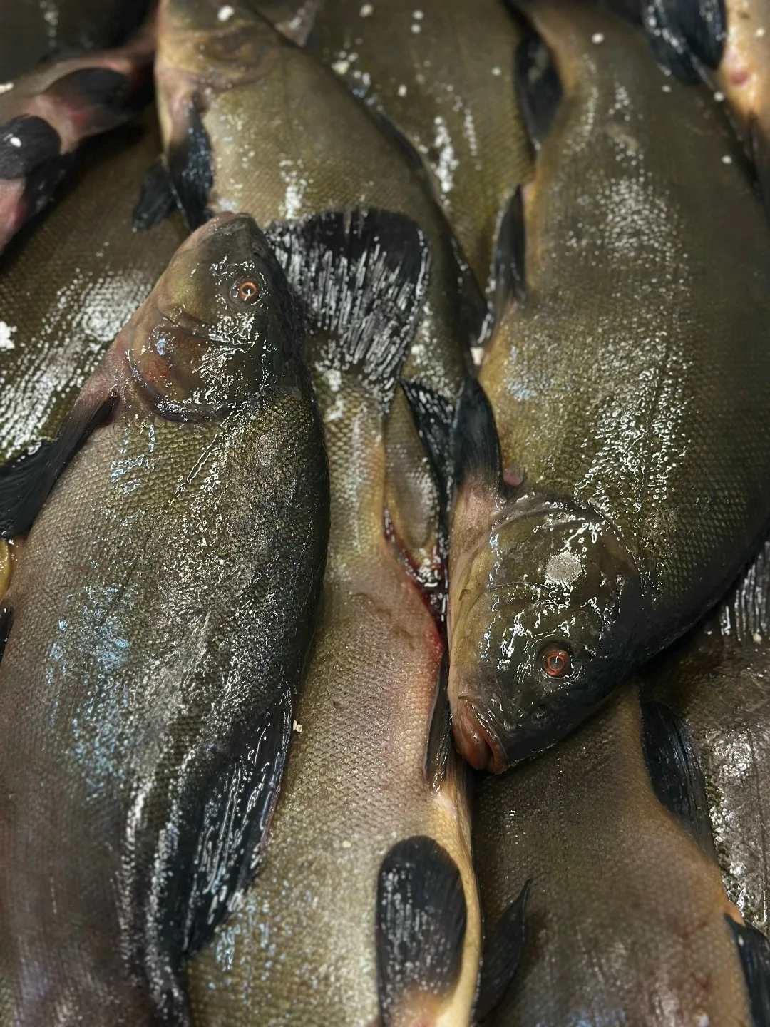 Свежий линь в наличии! 🐟