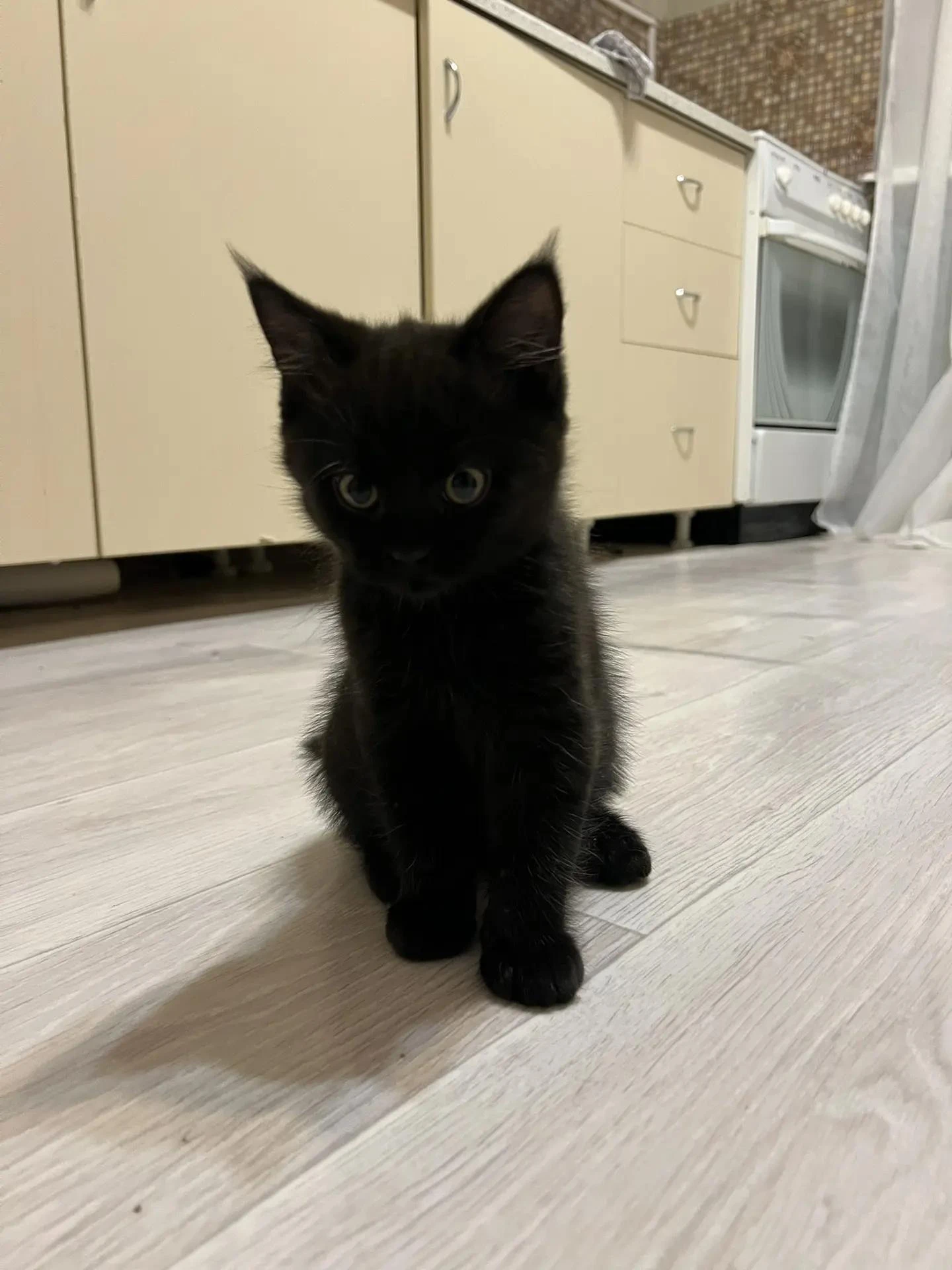 🐱 В семье у нашей подписчицы случилось маленькое чудо — появился крошечный котёнок!