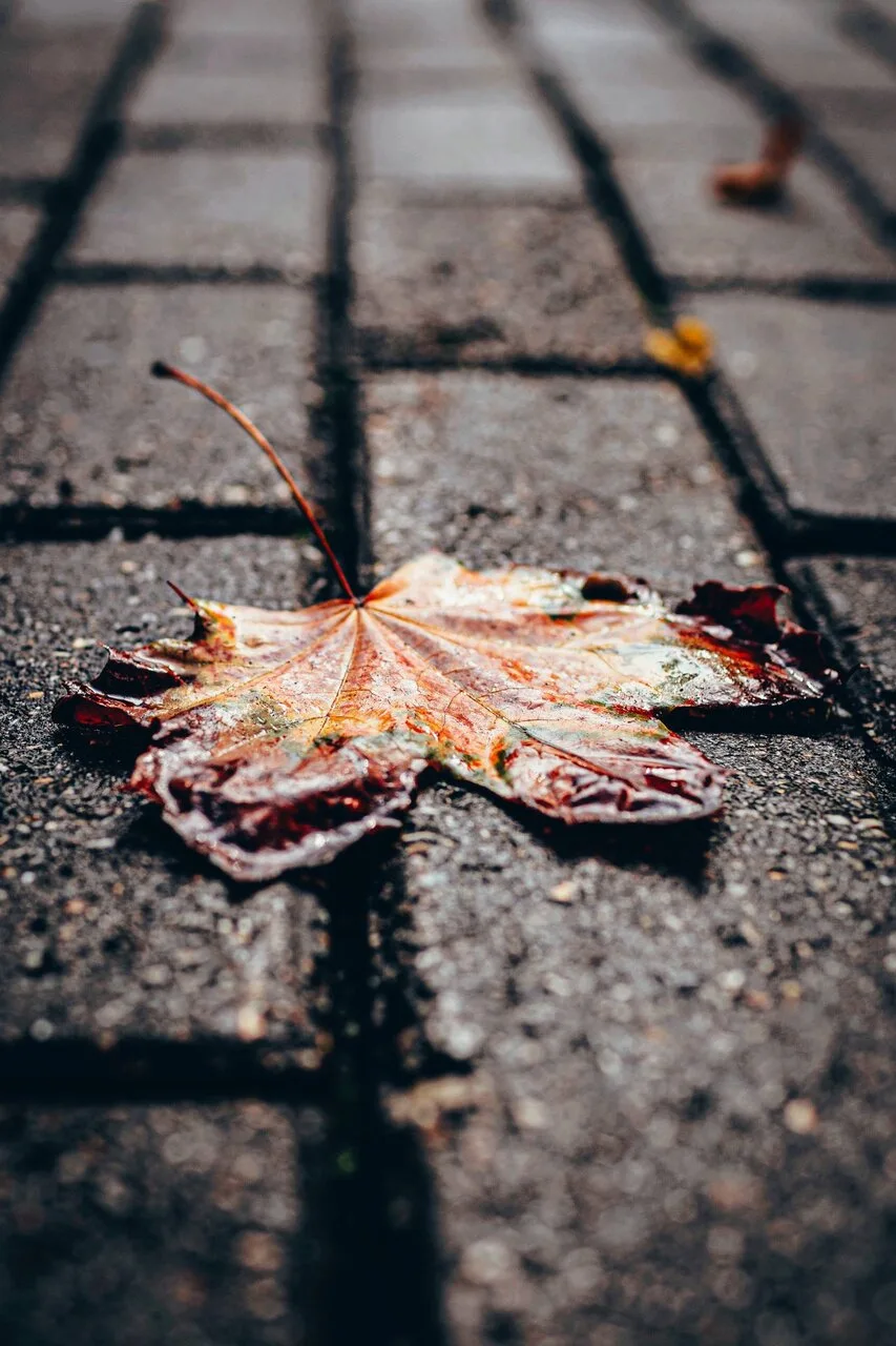 Начало осенней поры 🍂