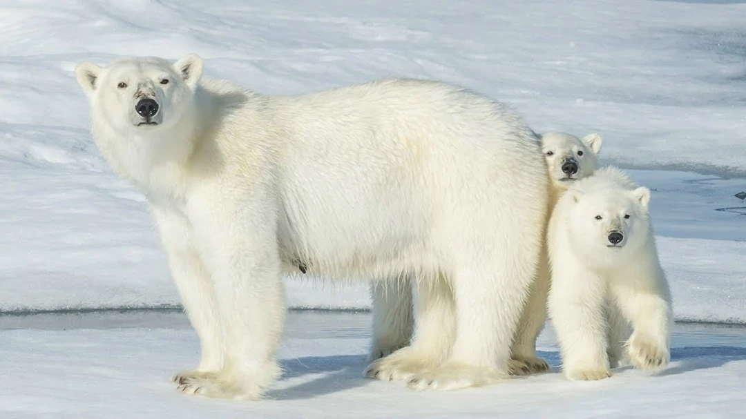 Белые медведи пытаются адаптироваться к потеплению 🐻‍❄️

Учёные Университета Восточной Англии опубл