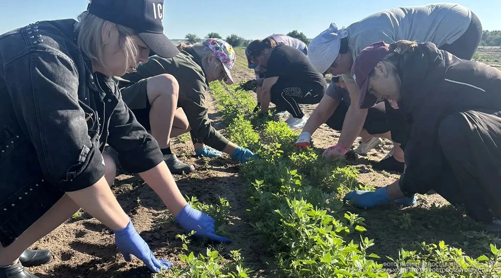 В Верхнекундрюченском поселении провели акцию по уходу за молодыми акациями