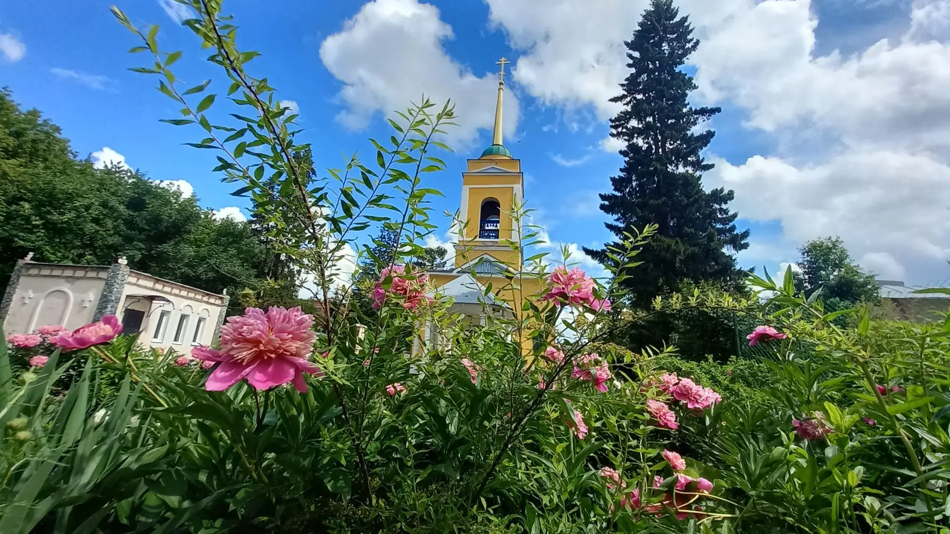 Пионы распустились