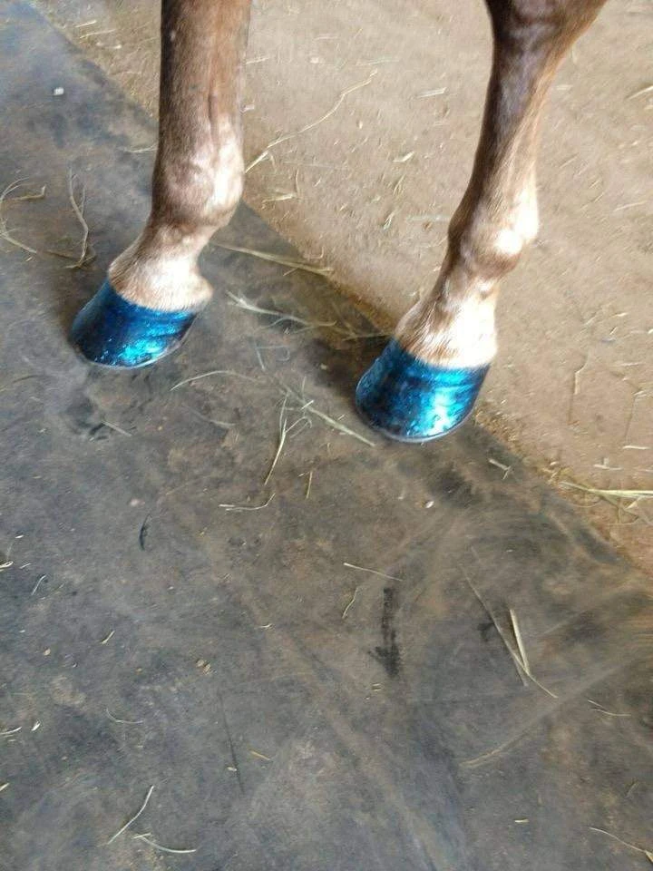🐴 Владельцы лошадей по всему миру начали делать питомцам маникюр с блёстками
