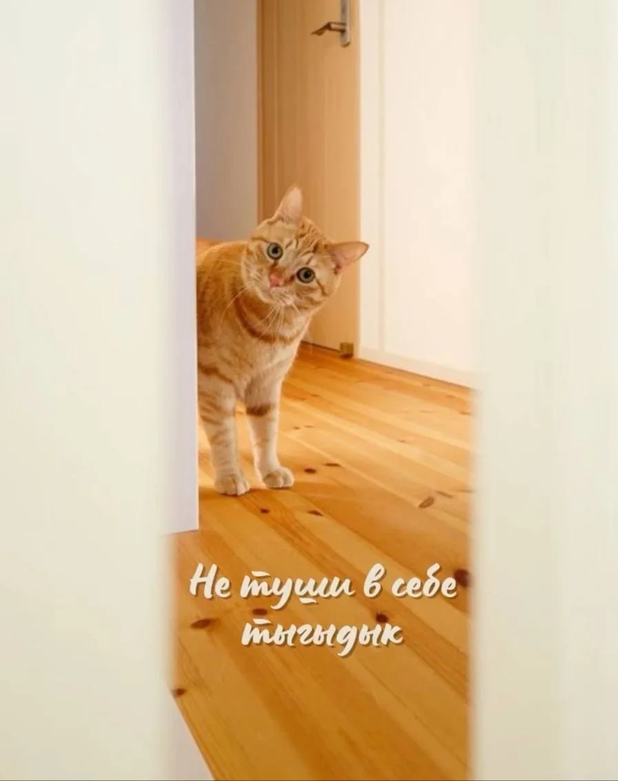Никогда