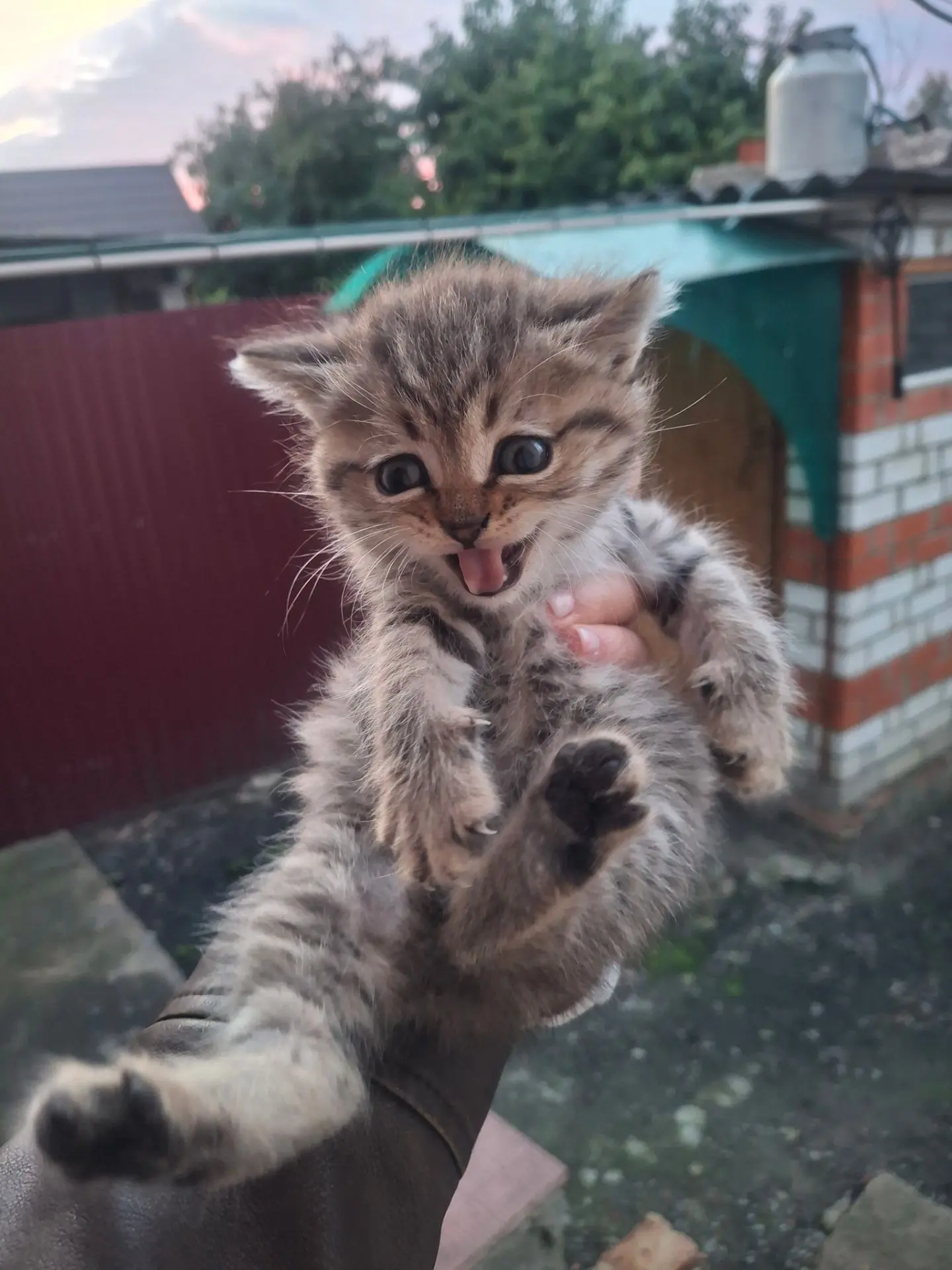 Отдам породистых котят в хорошие, добрые и заботливые руки, кушают сами, ходят в лоток....