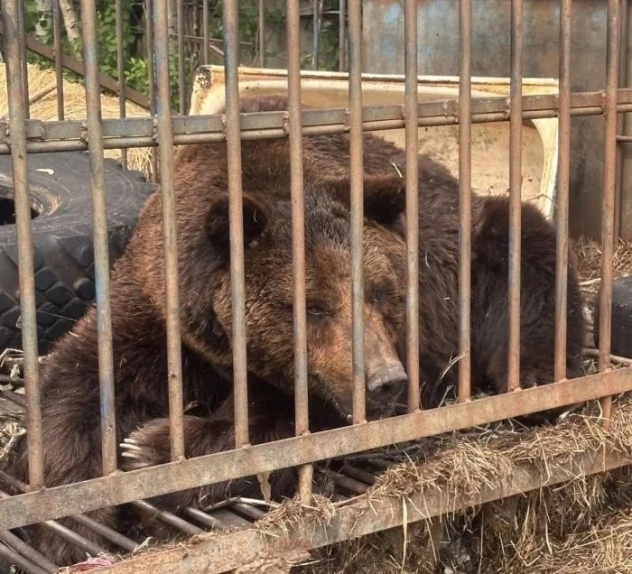 🐻 Медведь Балу, спасённый в Югре, переехал в новый вольер в Ивановской области