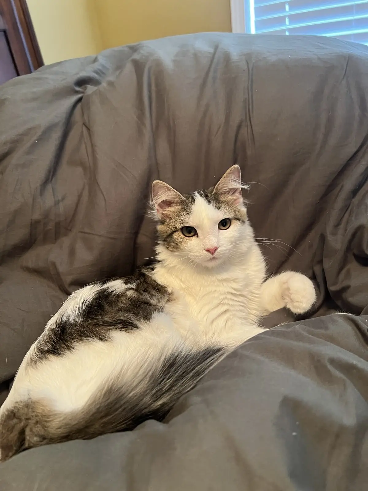 #КотикПодписчика 🥰
