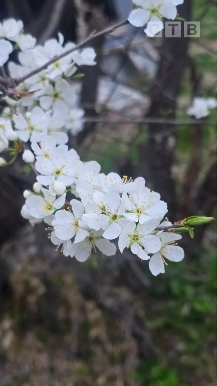 🌺Доброе утро, друзья!   🌸Идем навстречу новому дню с позитивом и красочными фото цветения природы, к
