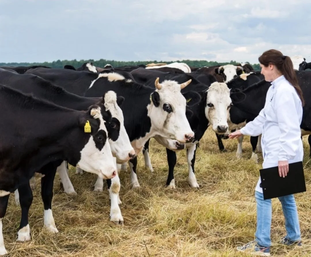 🐄Пастереллез: как защитить стадо от «тихой» угрозы