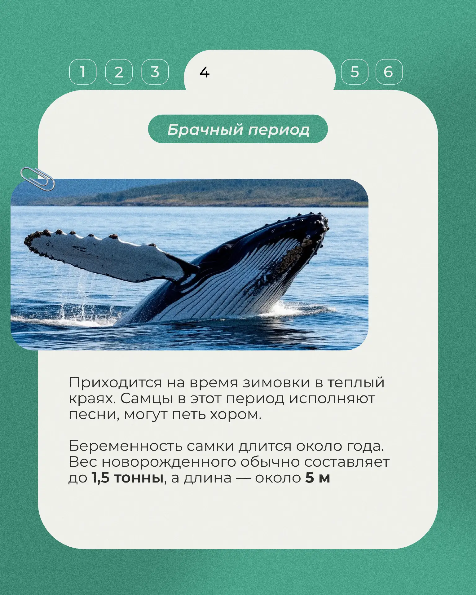 Сегодня в рубрике «Животные Красной книги» горбатый кит - величественный обитатель Баренцева моря, и