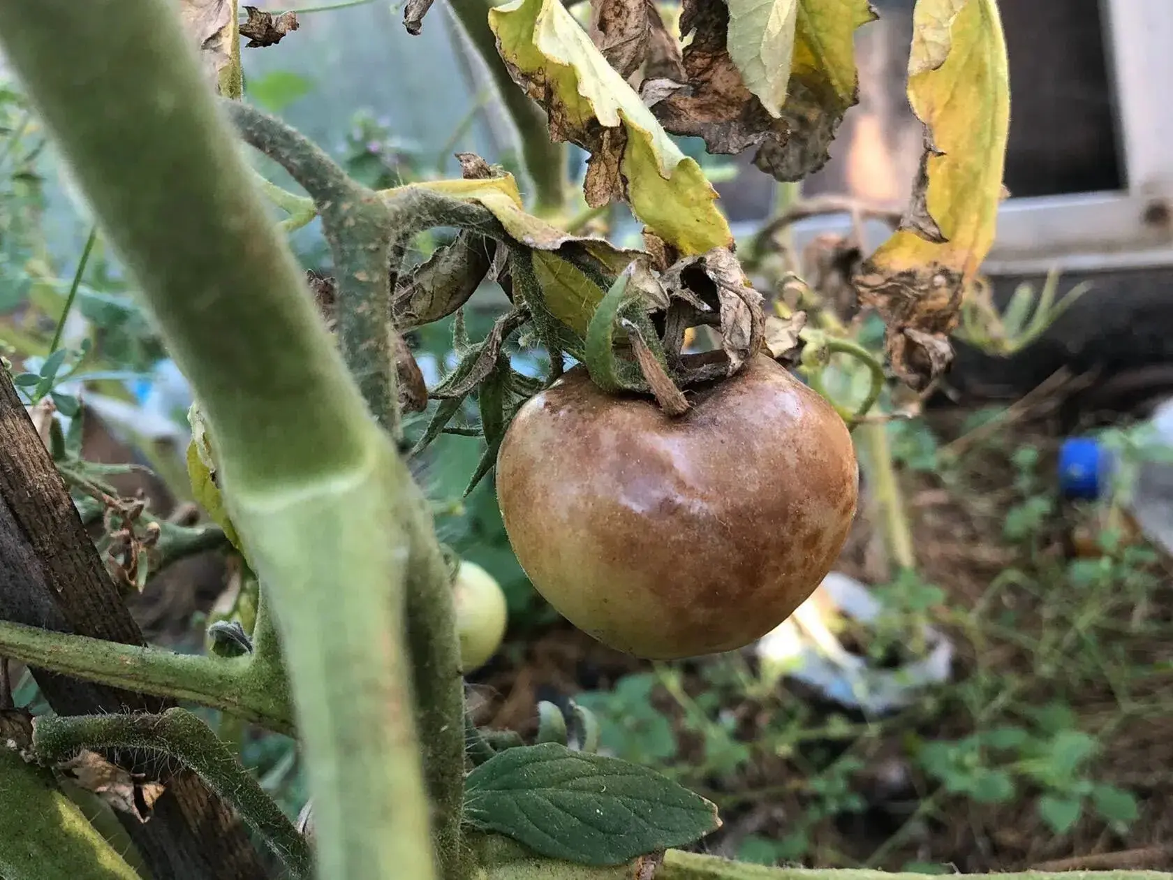 🍅 Фитофтора на томатах? Вот что поможет

Если увидели первые тёмные пятна на листьях или плодах — д